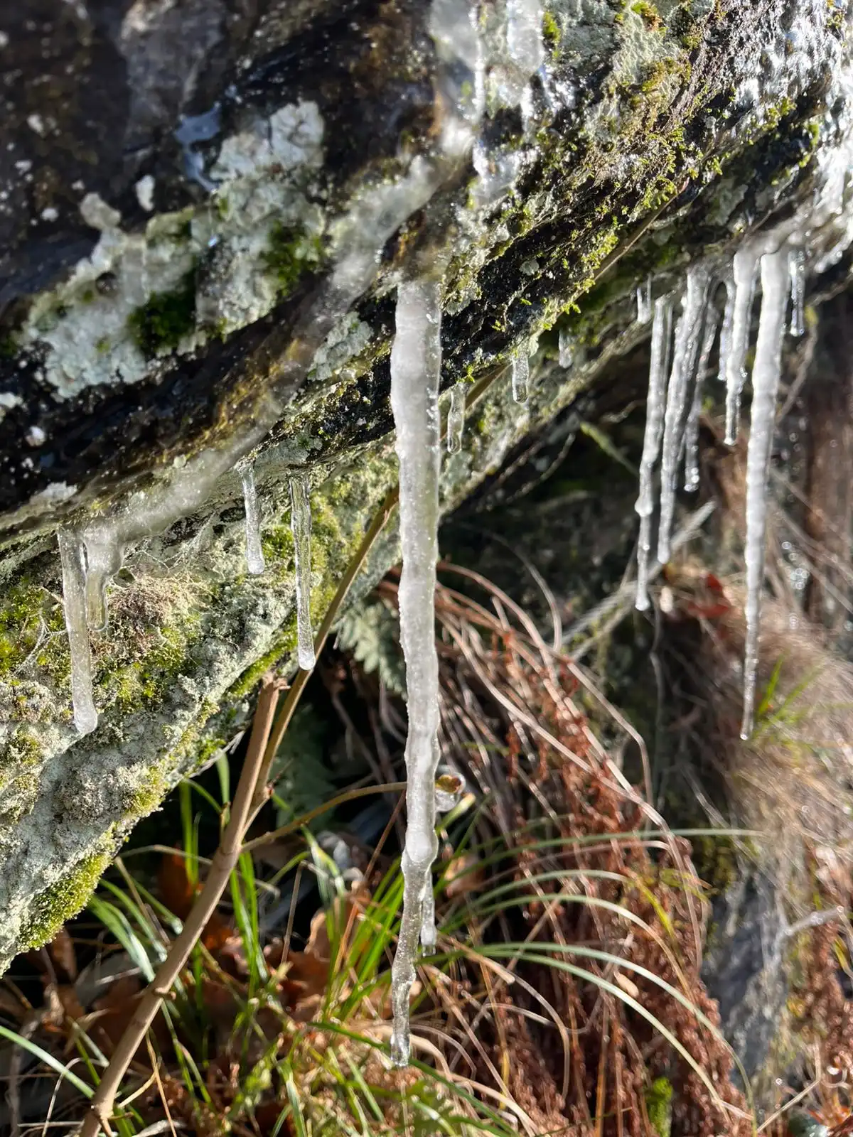 Trauerbegleitung in Borna – einfühlsame Begleitung
